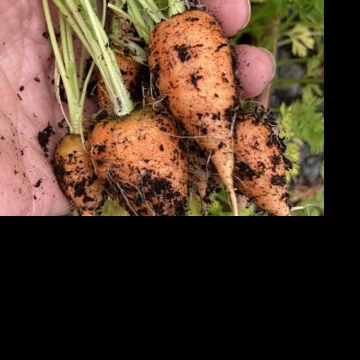 Growing Veg in Small Spaces