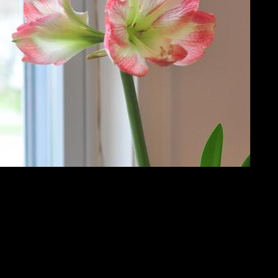 Jingle Bulbs & Indoor Flowering Bulbs