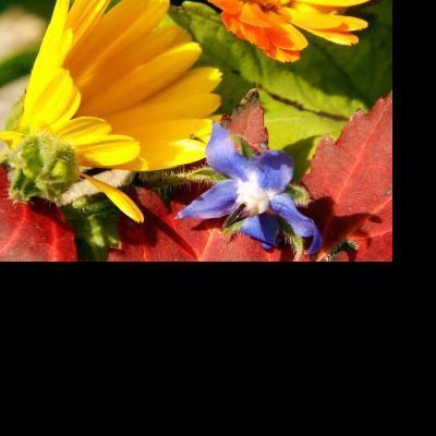 Sow Grow Marigolds & Borage