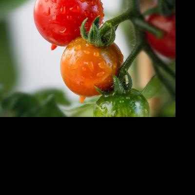 Tumbling Tomatoes & Marigolds