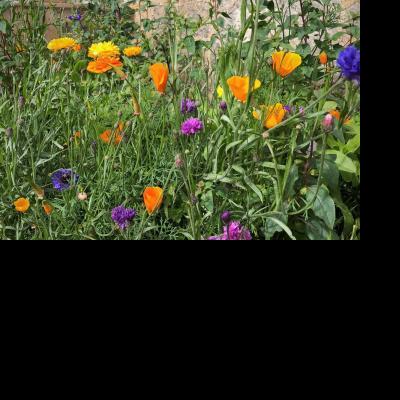 Wild Flowers & Seed Bombs
