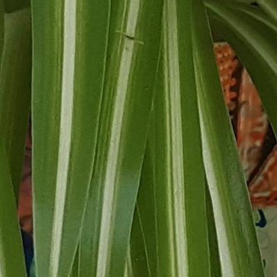 Spider plant