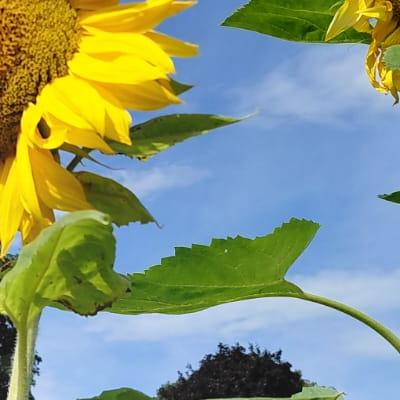 two sunflowers and blue sky
