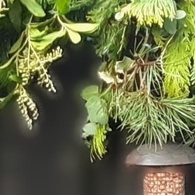 green foliage with birdfeeder hanging beneath