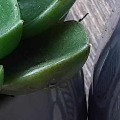two pale blue mugs containing two green succulent plants