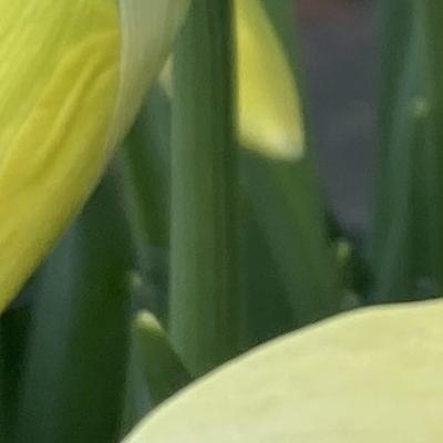 yellow daffodil flowers and green stalks