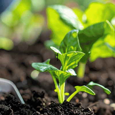 hands gardening