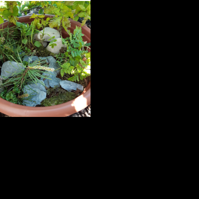 mini woodland garden