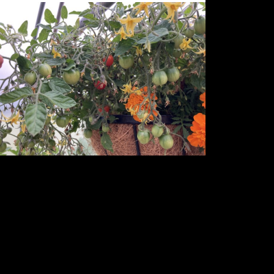 tumbling tomatoes